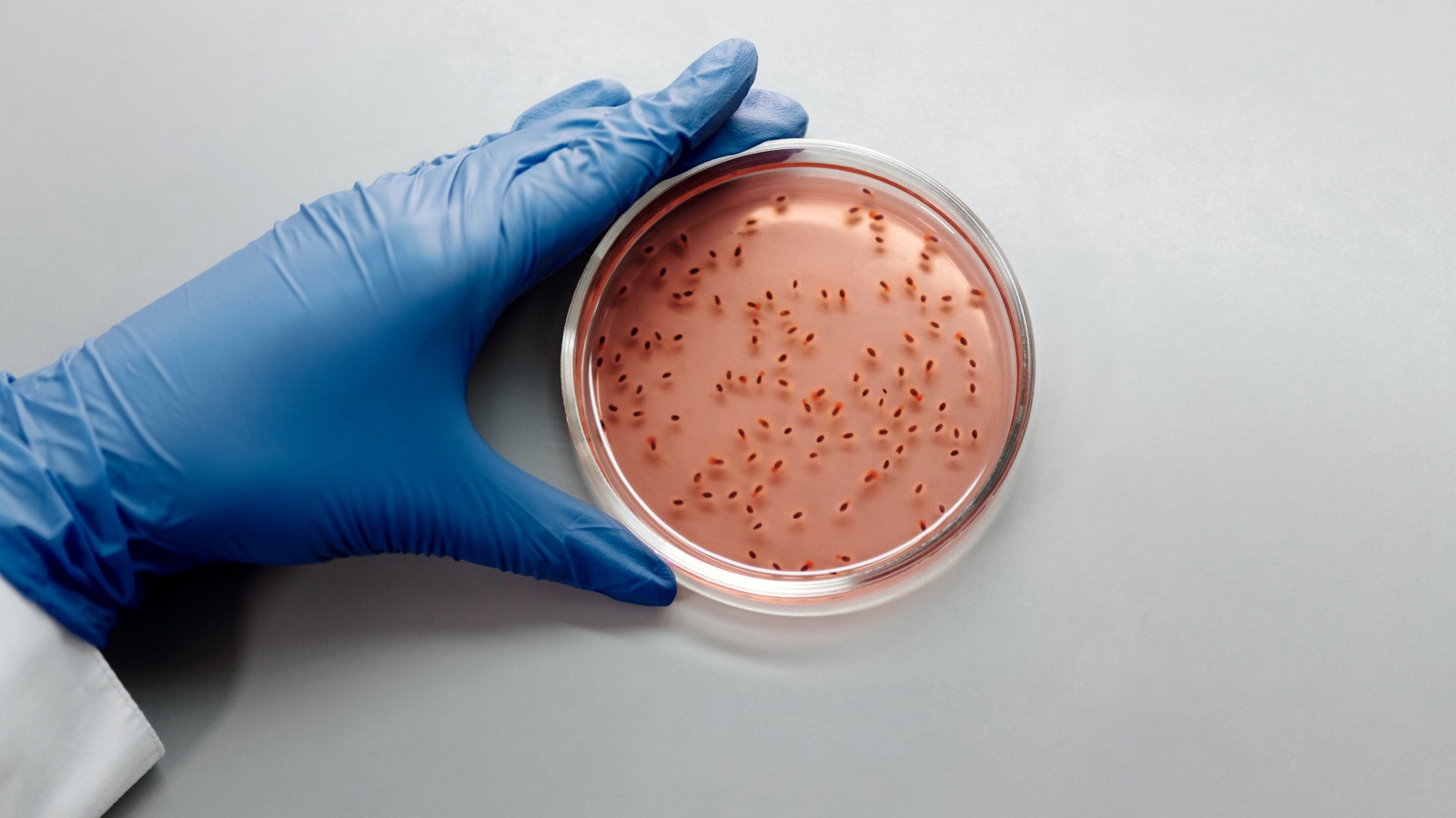 A blue-gloved hand steadies a petri dish containing visible bacterial colonies.
